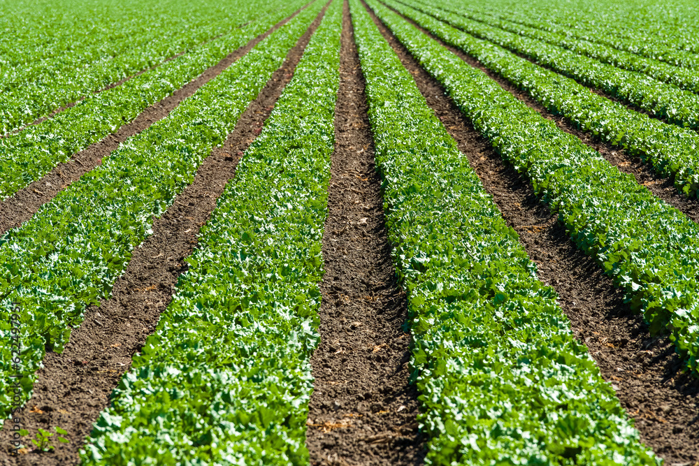 Rows of lettuce in a field - Salinas, California