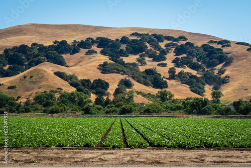Rows of lettuce in Salinas Valley fields