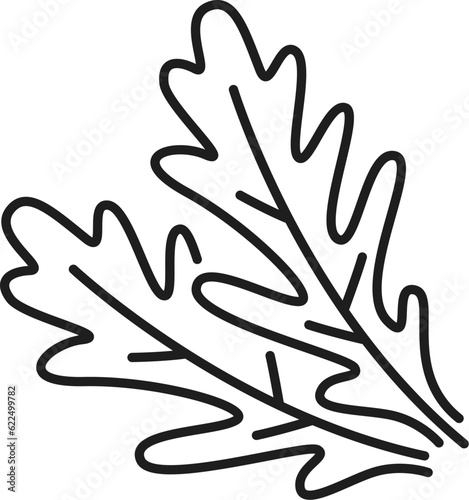 Fresh rucola or arugula leaf isolated outline icon. Vector rocket plant, salad ingredient, organic vegetarian seasoning, thin line