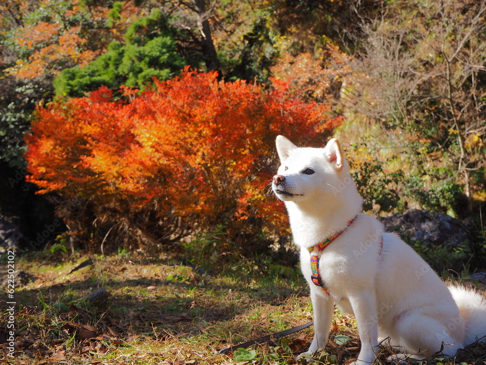 紅葉と白い犬 紅葉と白い犬