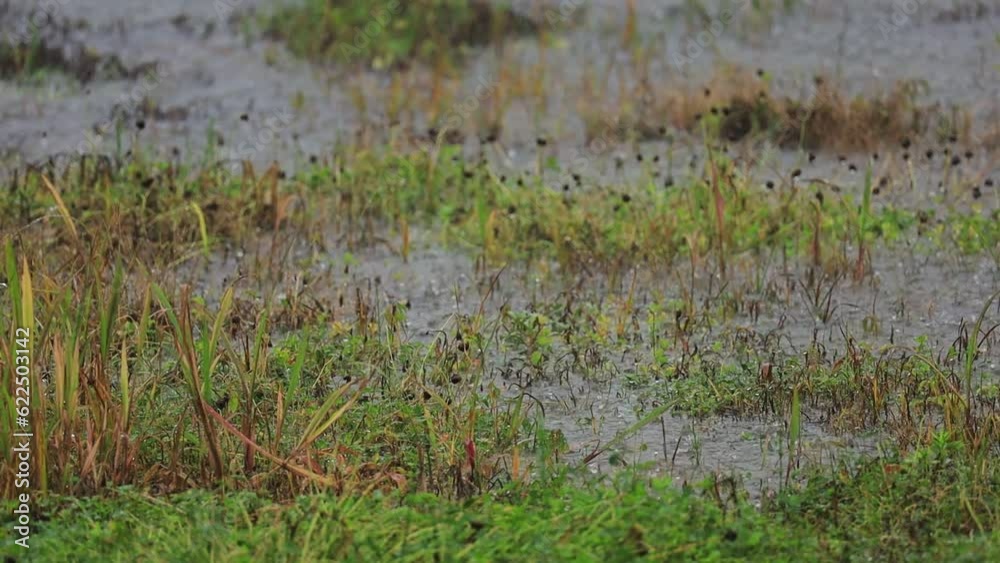 豪雨で冠水した畑 豪雨で冠水した畑