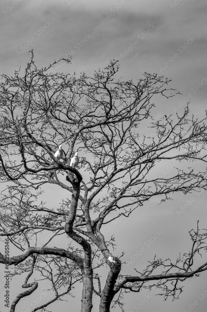 Fototapeta premium Two White Birds in a Bare Tree.