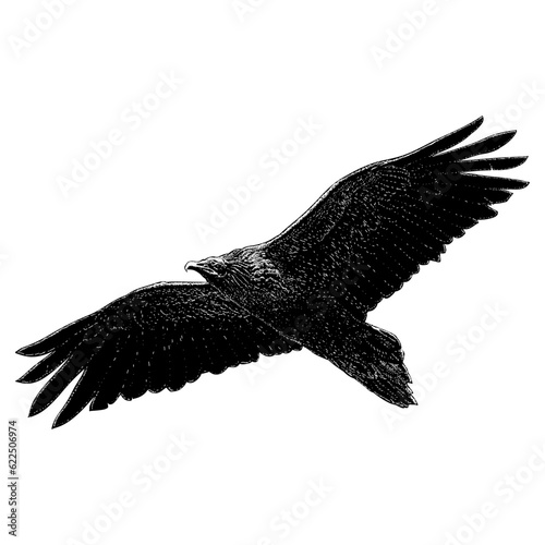 Egyptian Vulture hand drawing vector isolated on background. photo