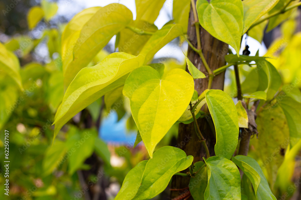 Green leaves of betel plant in the garden Green leaves of betel plant in the garden