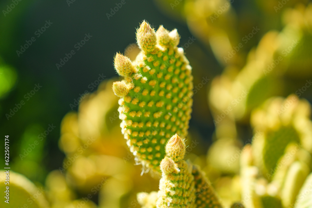Close up detail of Bunny Ears cactus in the afternoon sunlight