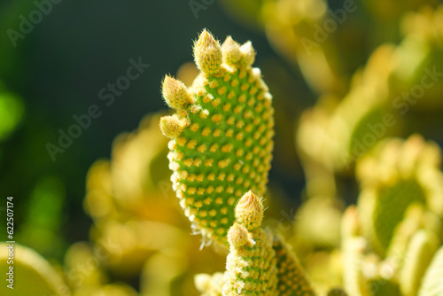 Close up detail of Bunny Ears cactus in the afternoon sunlight