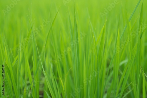 Tottori, Japan - July 11, 2023: Paddy field or rice field in summer in Japan 