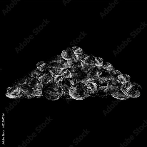 quahog clams hand drawing vector isolated on black background.