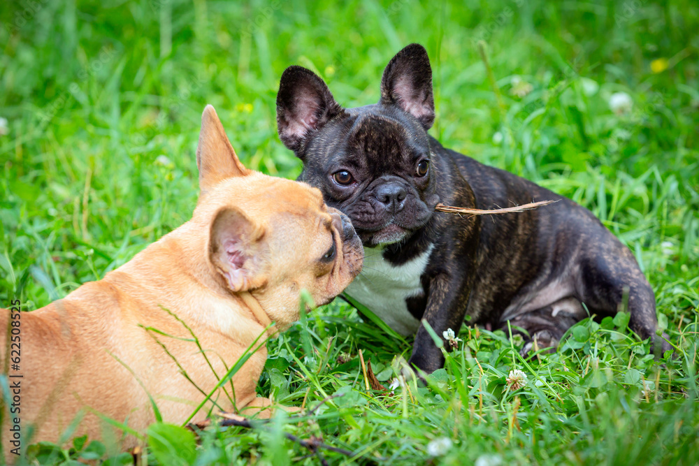 two french bulldogs are playing in the grass