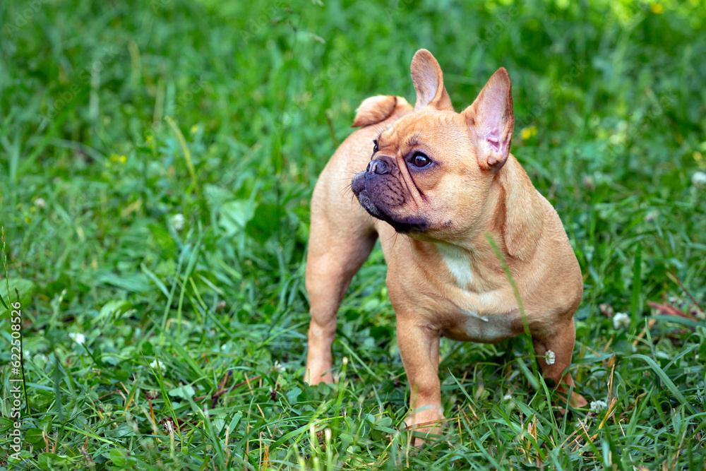 Fototapeta premium Photo a brown french bulldog standing in a field of grass.