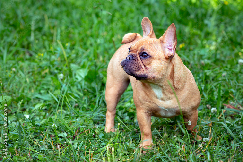 Photo a brown french bulldog standing in a field of grass.
