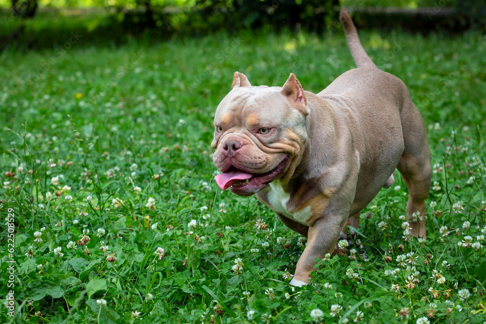 An American Bully dog plays in a green meadow..