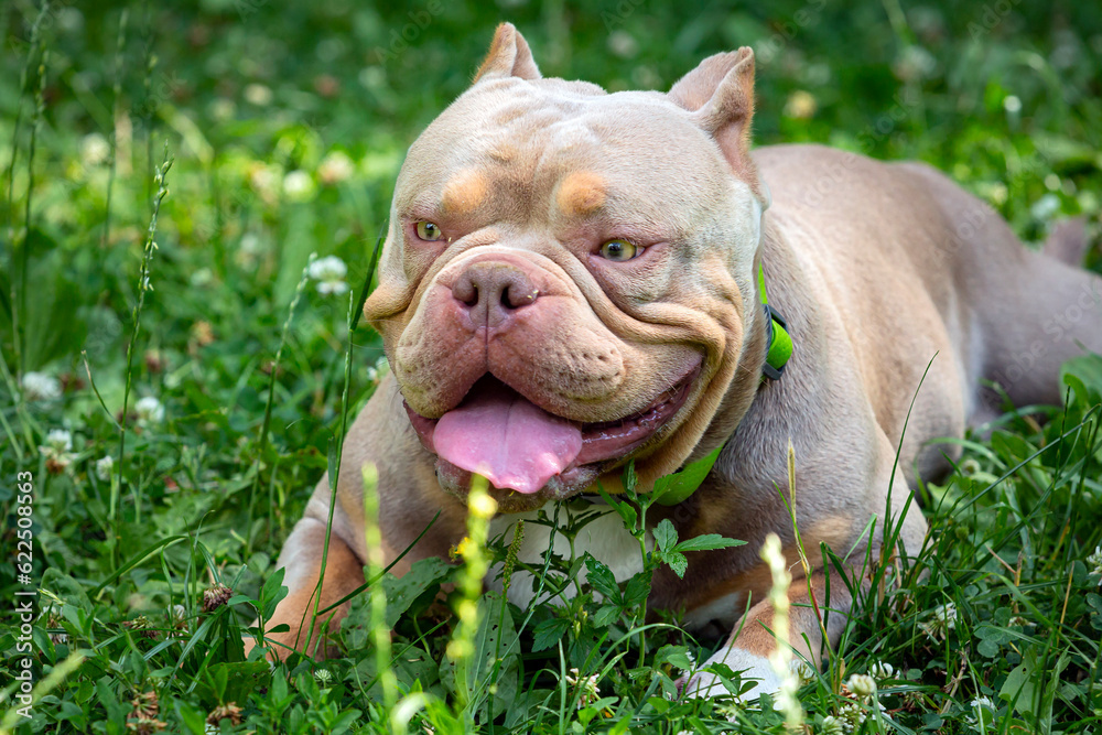 An American Bully dog plays in a green meadow..