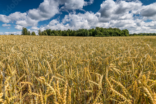 Field with selected strain of beardless wheat and wild flowers on foreground,...