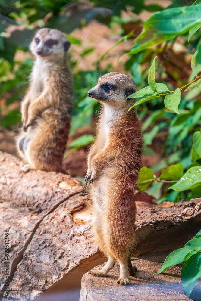 Obraz premium Two cute curious meerkats stand on their hind legs on a sandy hill and look away.