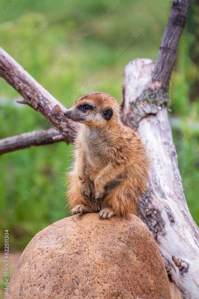 Obraz premium Meerkat, Suricata suricatta, on hind legs. Portrait of meerkat standing on hind legs with alert expression. Portrait of a funny meerkat sitting on its hind legs.