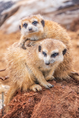 A group of cute meerkats. Meerkat Family are sunbathing.
