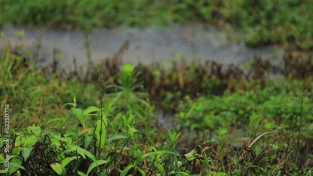 豪雨で冠水した畑 豪雨で冠水した畑
