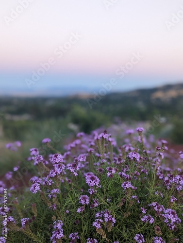 verberna rigida flowers over the city sunset