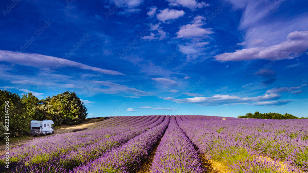 Obraz premium Lavender fields in Provence France