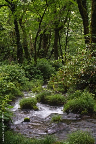 Tottori,Japan - July 11, 2023: Kitanizawa stream at the foot of Daisen mountain in Tottori, Japan 