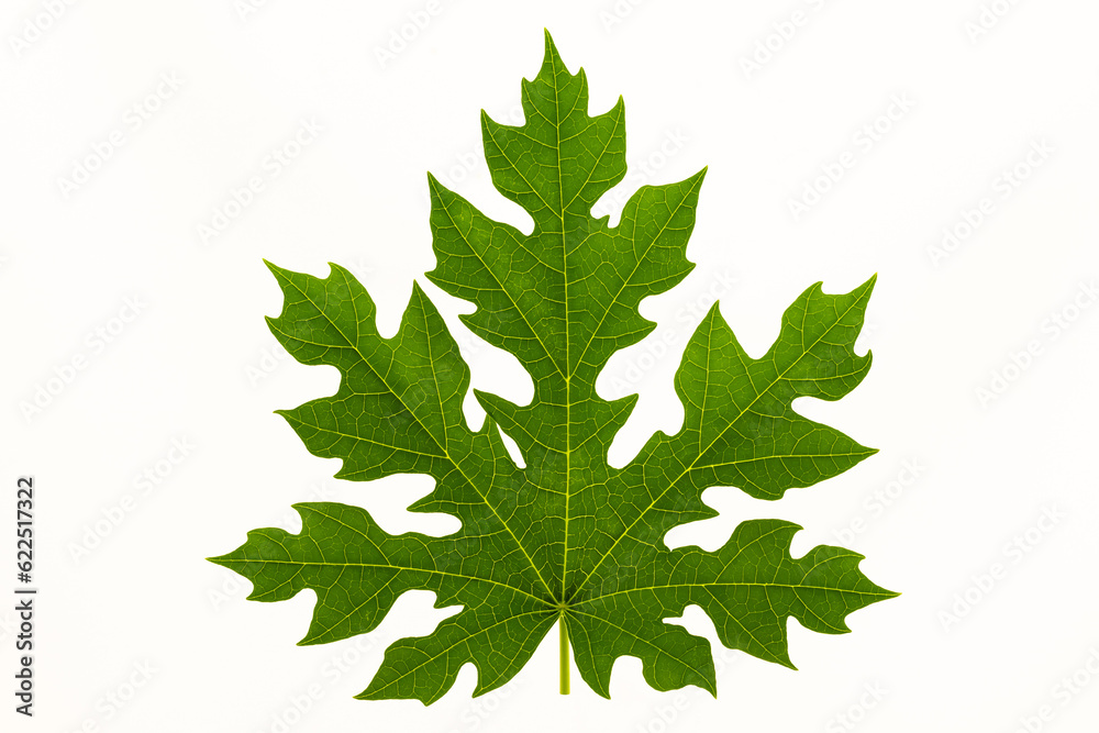 green leaf on white background, green leaf on white background,