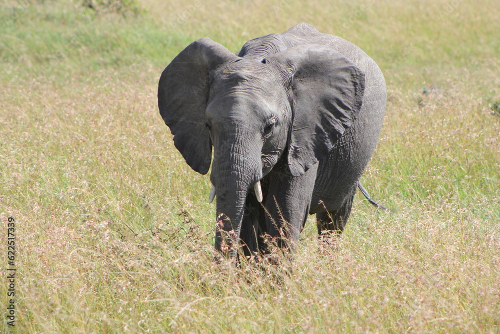 Naklejka premium Elephant