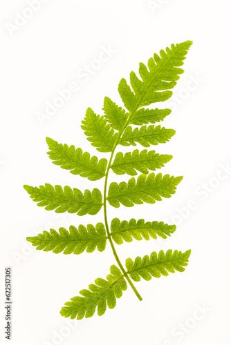 green leaf on white background, 