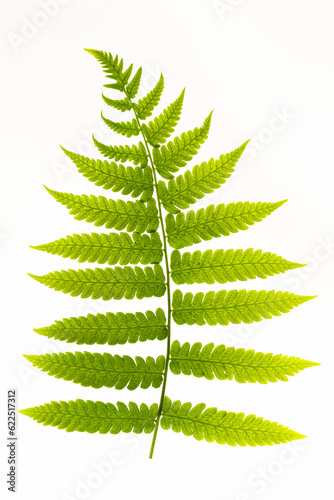green leaf on white background, 