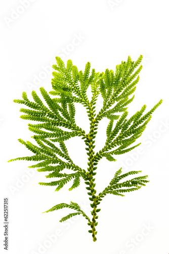 green leaf on white background, 