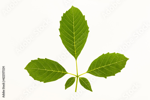 green leaf on white background, 