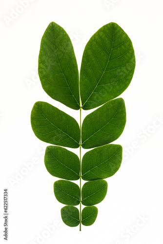 green leaf on white background, 