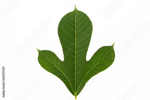 green leaf on white background, 