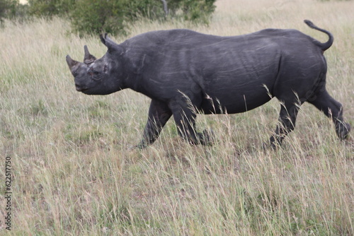 Rhino in the wild