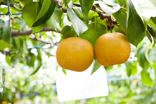 Korean pears on tree. photo