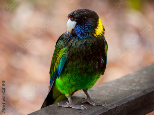 Australian Ringneck Twenty-Eight Parrot. Barnardius zonarius semitorquatus. Beautiful Australian bird with green, yellow, blue and black feathers.  photo