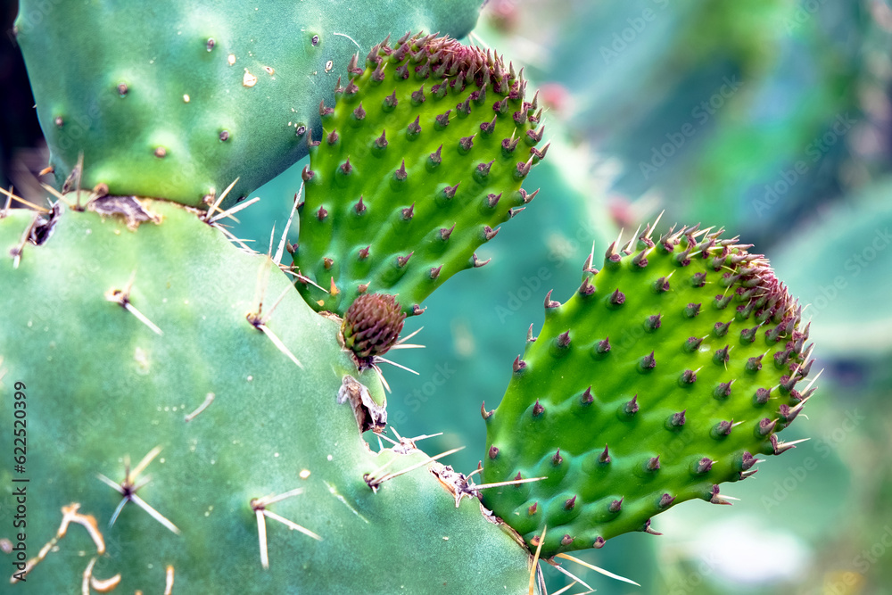tzabar cactus tzabar cactus