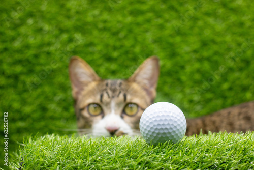 Golf Ball with Cat 