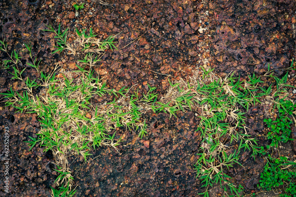 Top view of the interlocking concrete pavement with green grass or plant for walking. Top view of the interlocking concrete pavement with green grass or plant for walking.