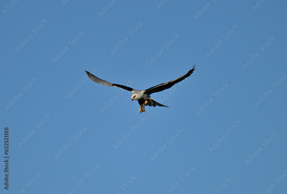White-tailed kite with a vole in the claw White-tailed kite with a vole in the claw