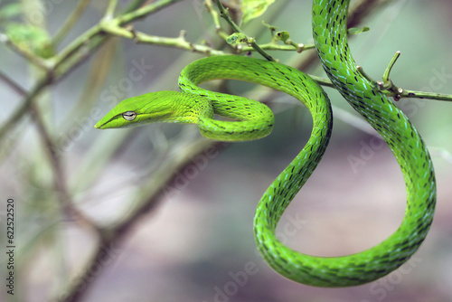 shoot snake / Asian vine snake / green snake / charming green snake, animal, nature