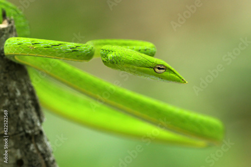 shoot snake / Asian vine snake / green snake / charming green snake, animal, nature