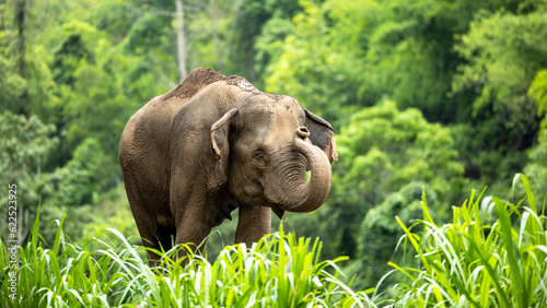 Schilderij op canvas Asia Elephant in Thailand, Asia Elephants in Chiang Mai