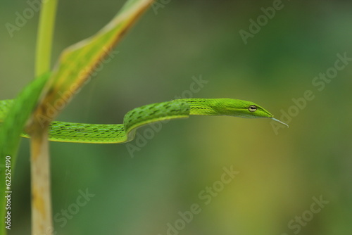 shoot snake / Asian vine snake / green snake / charming green snake