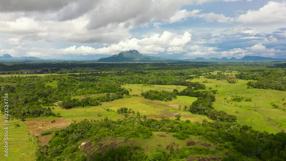 Aerial drone of green rice fields in Sri Lanka. Aerial drone of green rice fields in Sri Lanka.