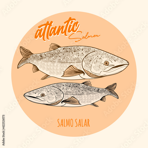 atlantic Salmon fish. Vector illustration in vintage style. 