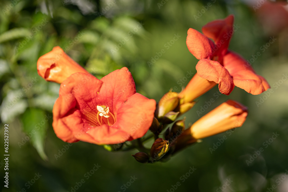 Close-up of blossoms of a trumpet-creeper (campsis) Close-up of blossoms of a trumpet-creeper (campsis)