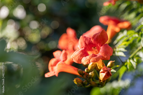 Close-up of blossoms of a trumpet-creeper (campsis) photo