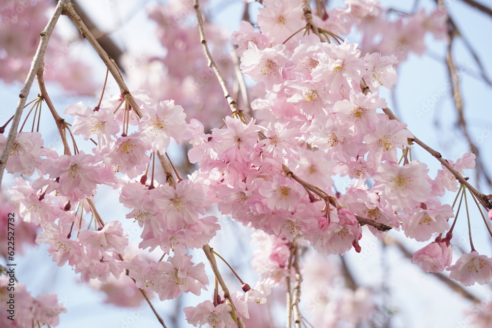Naklejka premium 桜