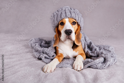 A beagle dog in a knitted gray hat and scarf is lying on the sofa. Cozy warm home environment, preparation for cold weather. Autumn concept.  © Viktoriya